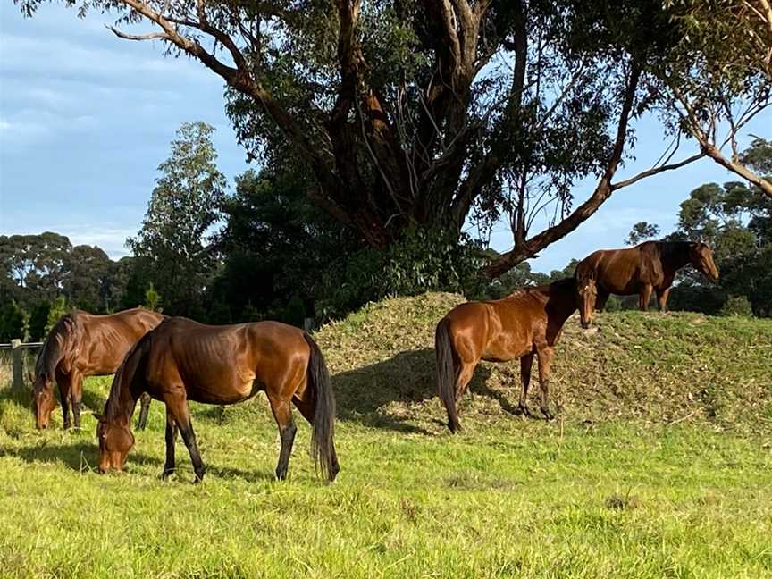 EVE Vaulting, Moorooduc, VIC