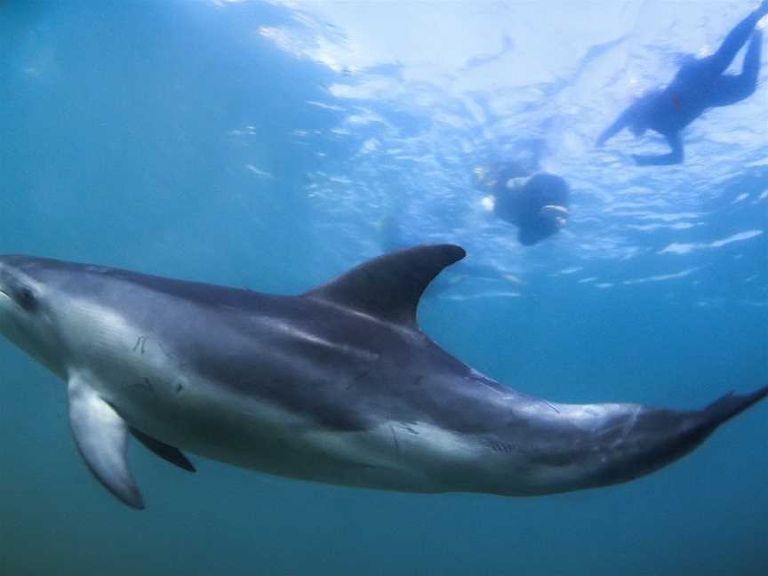 Moonraker Dolphin Swims, Sorrento, VIC