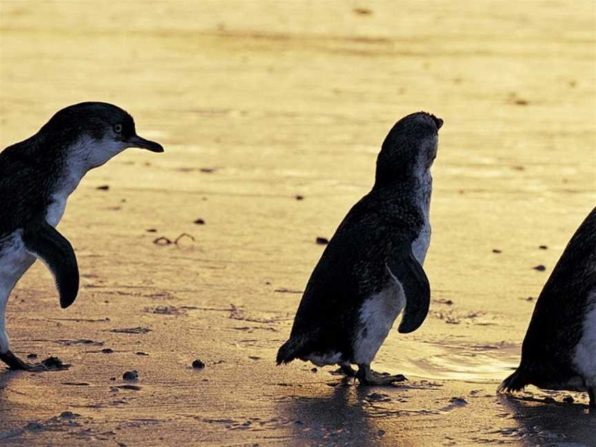 Phillip Island Tours - Best Penguin Parade Tours from Melbourne, Melbourne, VIC