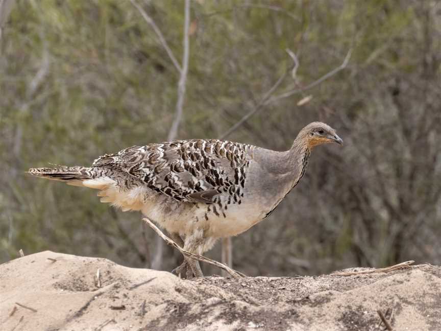 Explore the Mallee, Patchewollock, VIC