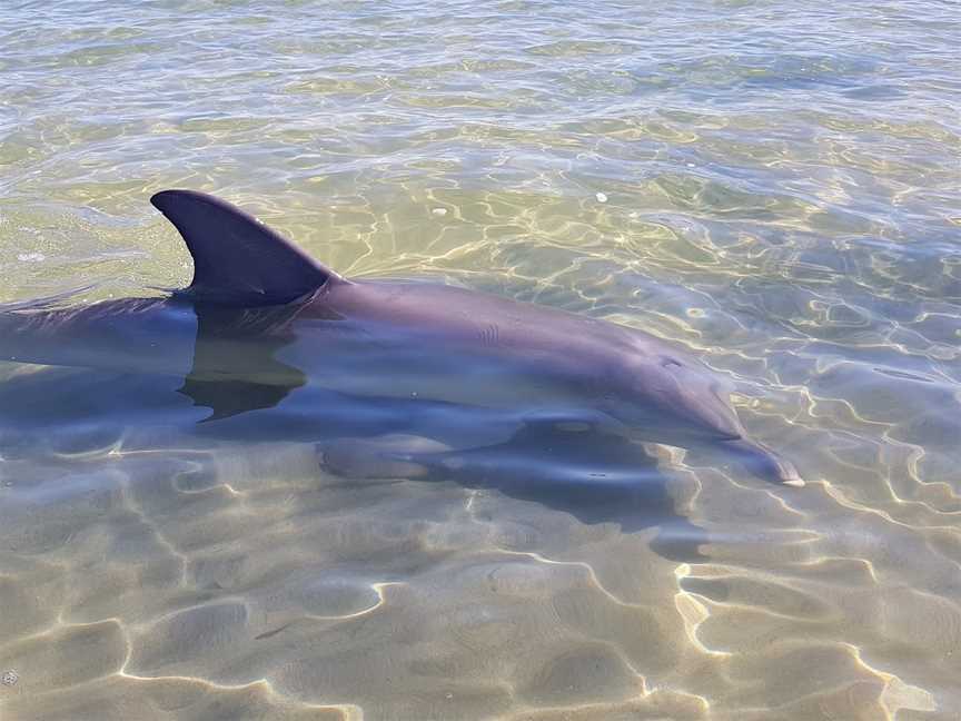 Mandurah Dolphin Tours, Mandurah, WA