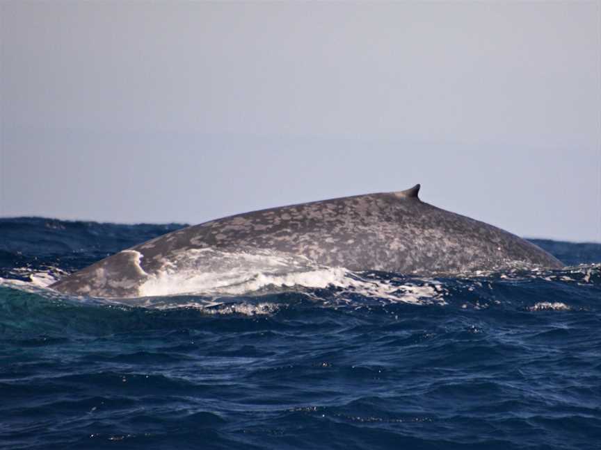 Whale Watch Western Australia, Fremantle, WA