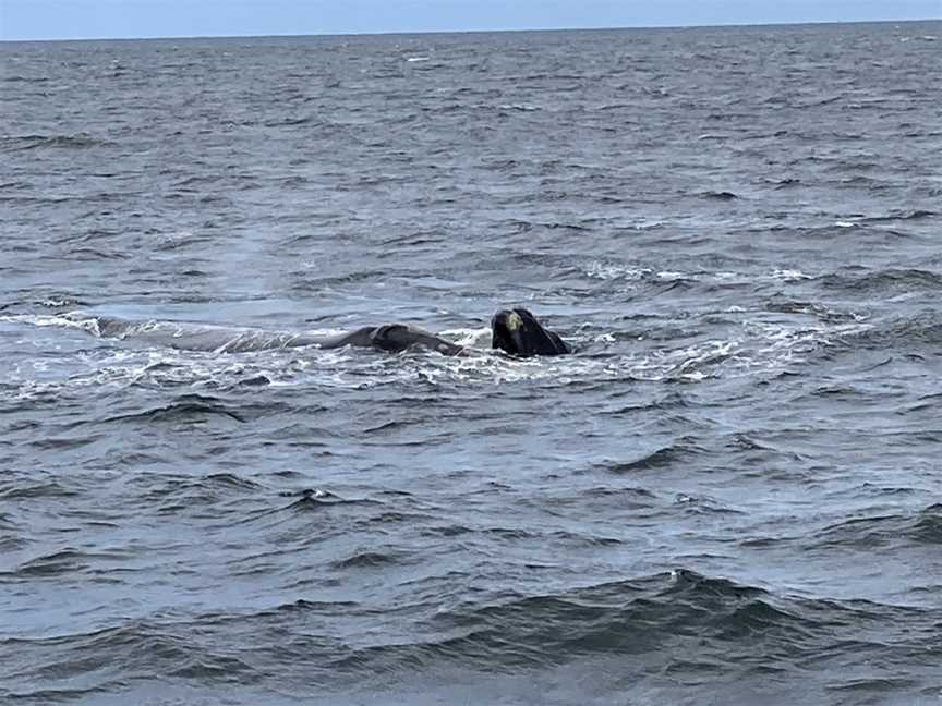 Albany Ocean Adventures / Albany Whale Adventures, Albany, WA