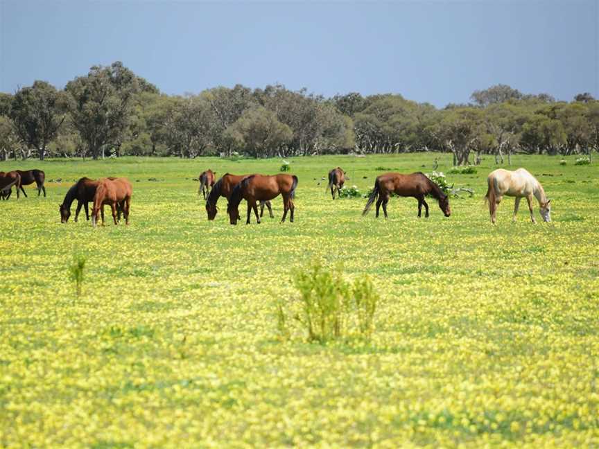 Horse Sense, Tutunup, WA