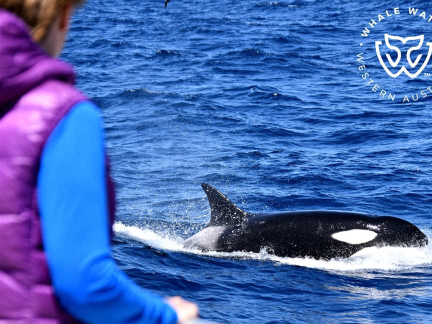 Whale Watch Western Australia - Bremer Bay Orca (Killer Whale) Experience, Bremer Bay, WA