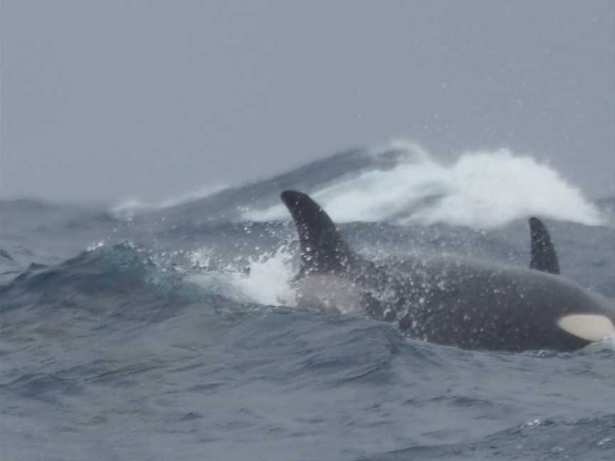 Bremer Bay Killer Whales, Bremer Bay, WA