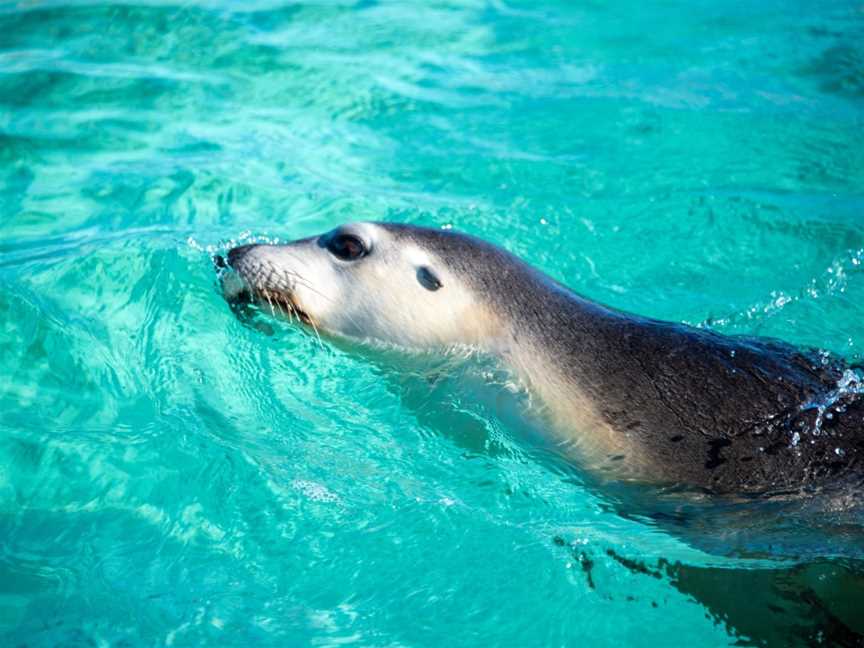 Sea Lion Charters, Jurien Bay, WA