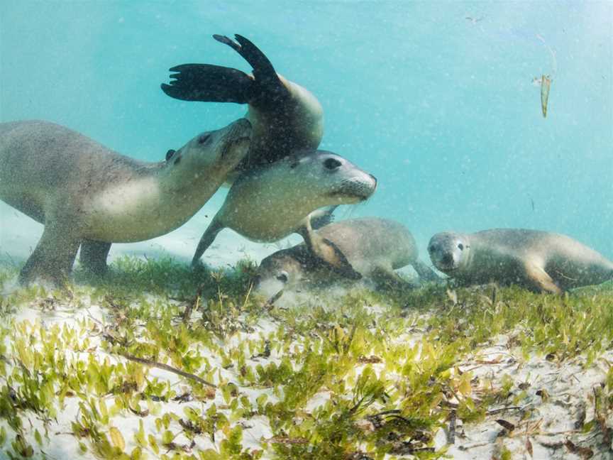 Sea Lion Charters, Jurien Bay, WA