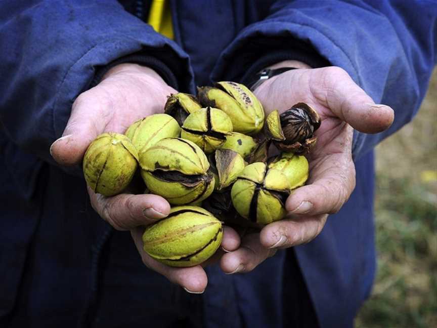 Stahmann Webster Pecan Nut Farm Tours - Moree, Moree, NSW