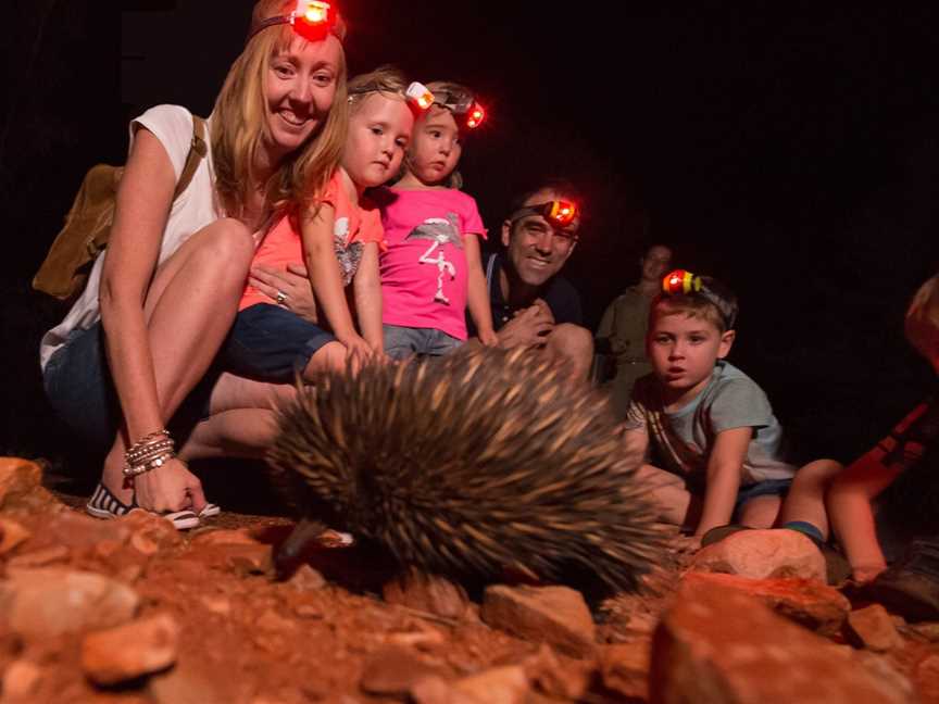 Alice Springs Desert Park – Nocturnal Tour, Araluen, NT