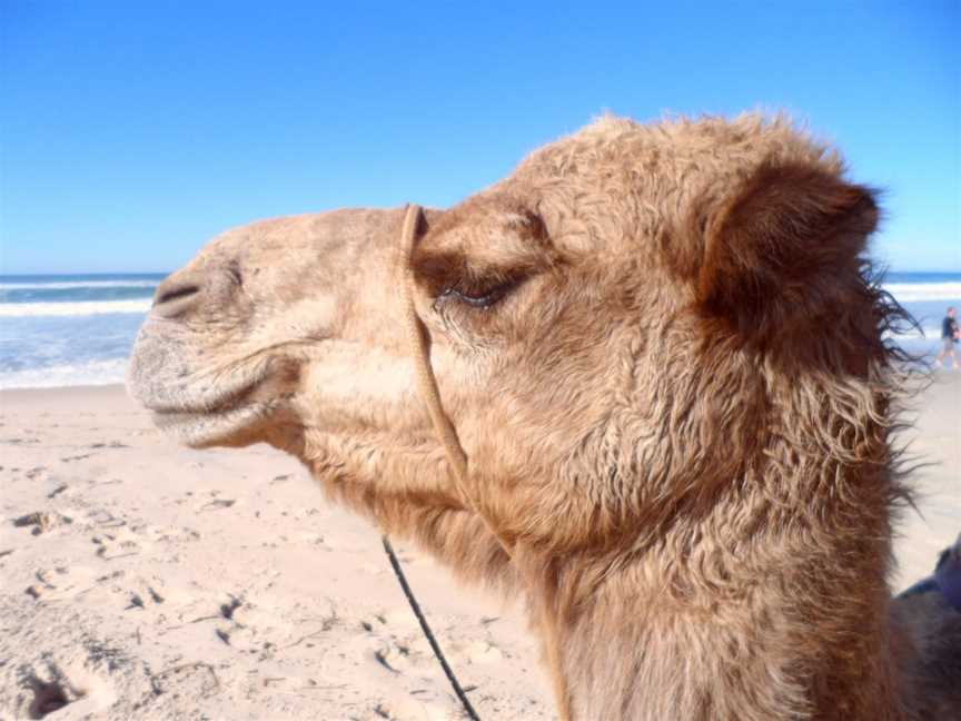 Port Macquarie Camel Safaris, Port Macquarie, NSW