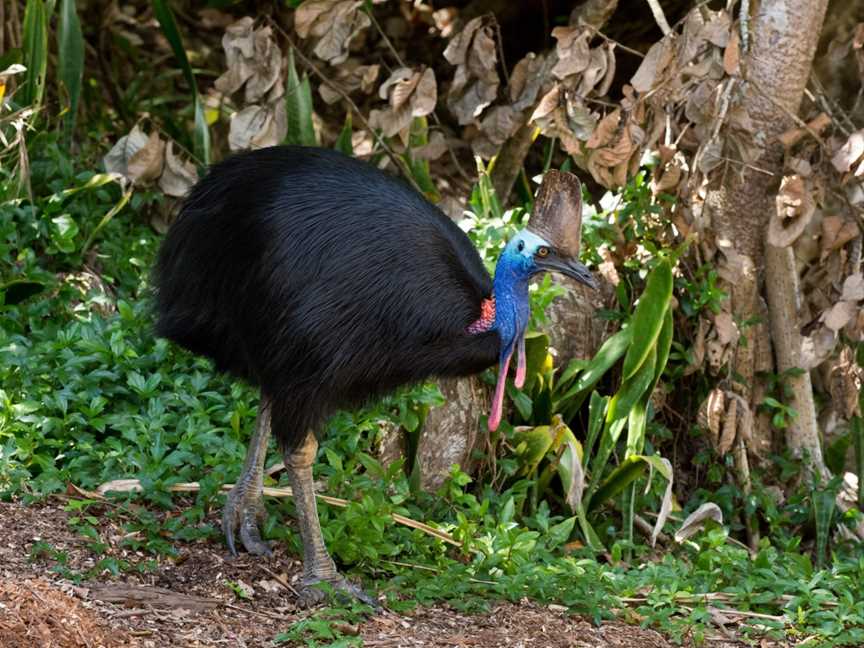 Cassowary Tours, Topaz, QLD