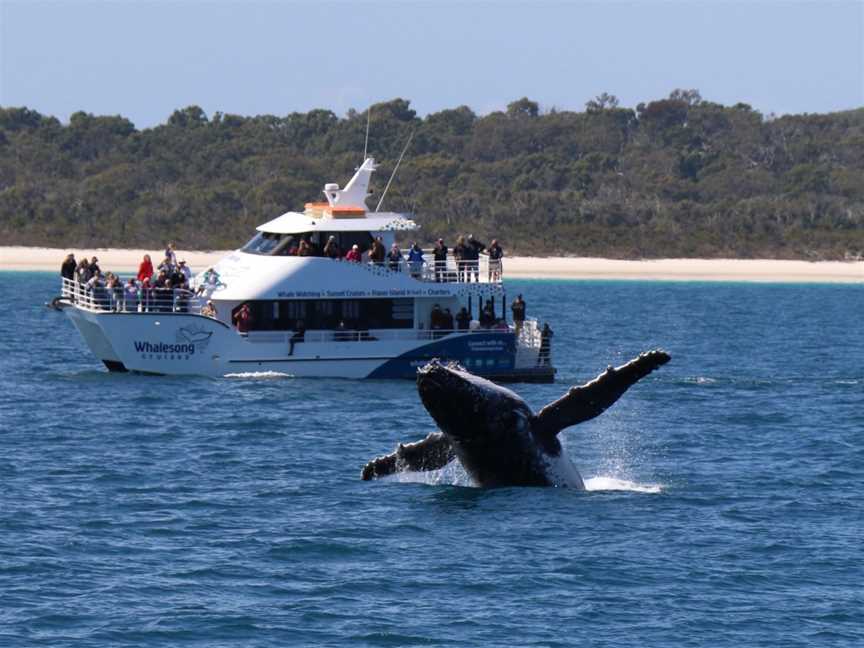 Whalesong Cruises - Whale Watching in Hervey Bay, Urangan, QLD