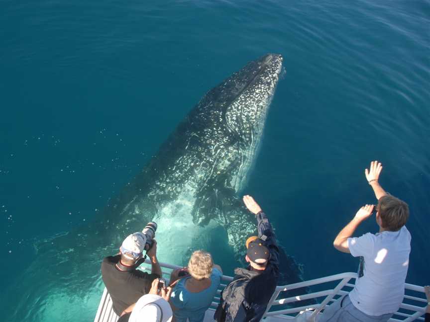 Whalesong Cruises - Whale Watching in Hervey Bay, Urangan, QLD