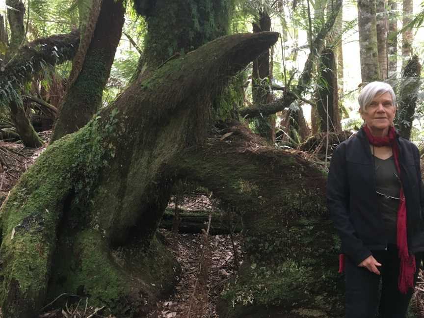 Great Western Tiers Forest Walks Tasmania, Jackeys Marsh, TAS