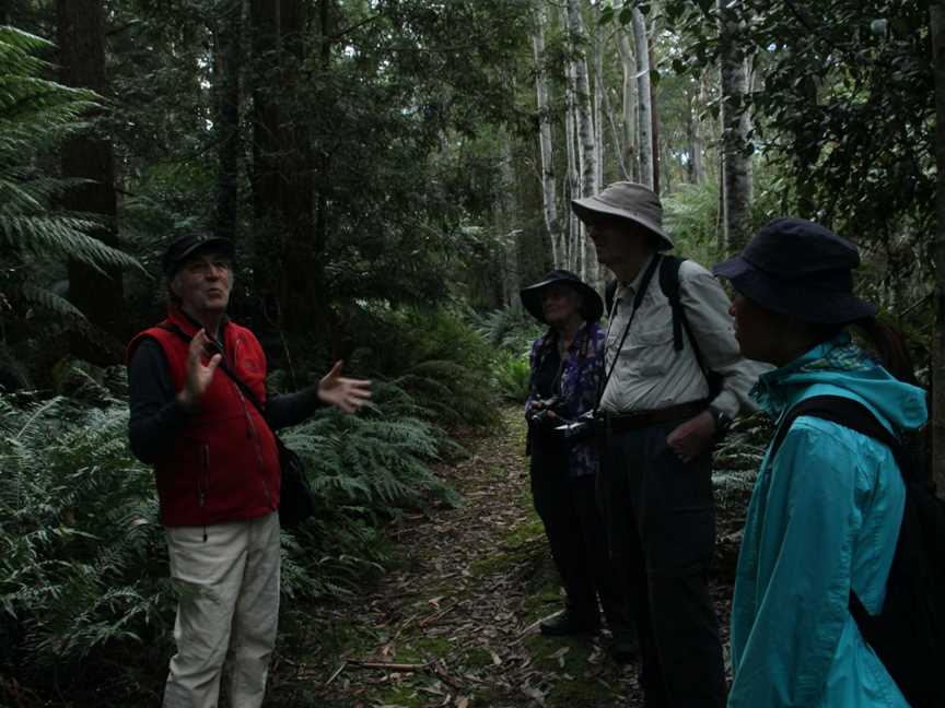 Great Western Tiers Forest Walks Tasmania, Jackeys Marsh, TAS