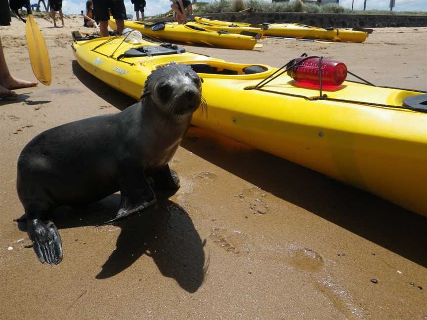 Pioneer Kayaking, Newhaven, VIC