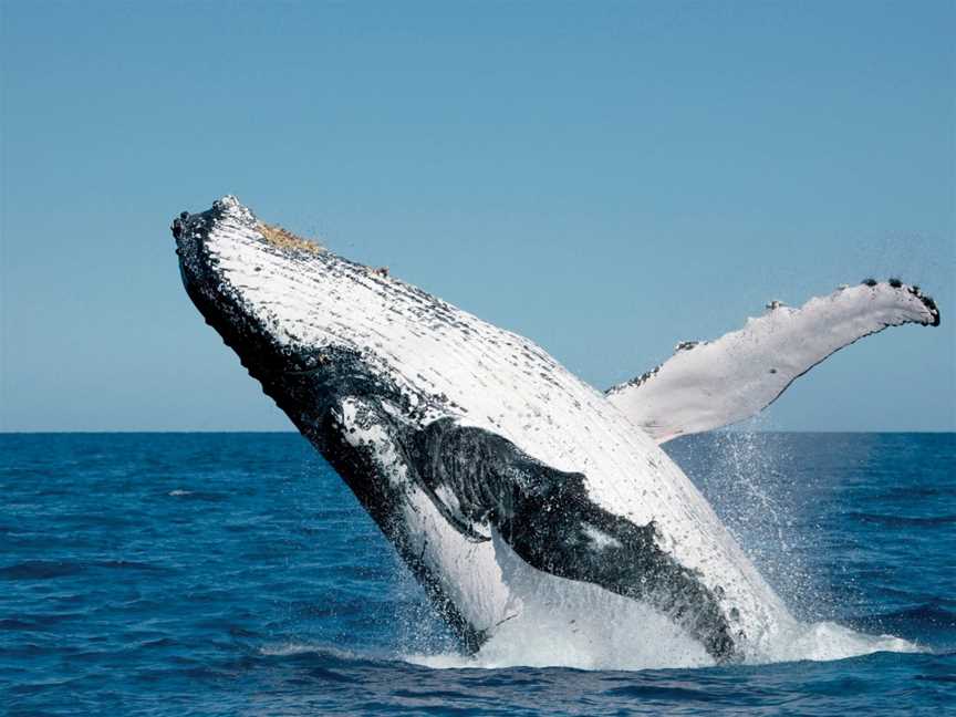 Fraser Island Whale Watch Cruise, Fraser Island, QLD