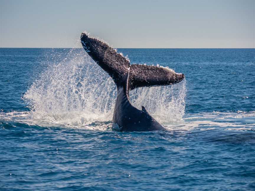 Fraser Island Whale Watch Cruise, Fraser Island, QLD