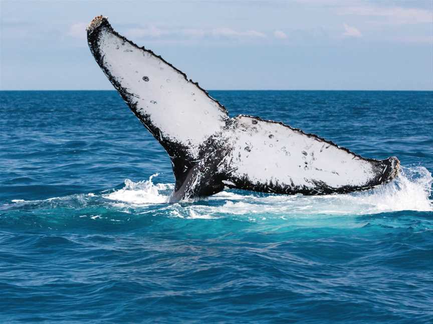 Fraser Island Whale Watch Cruise, Fraser Island, QLD