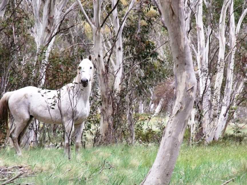 Reynella Rides, Adaminaby, NSW