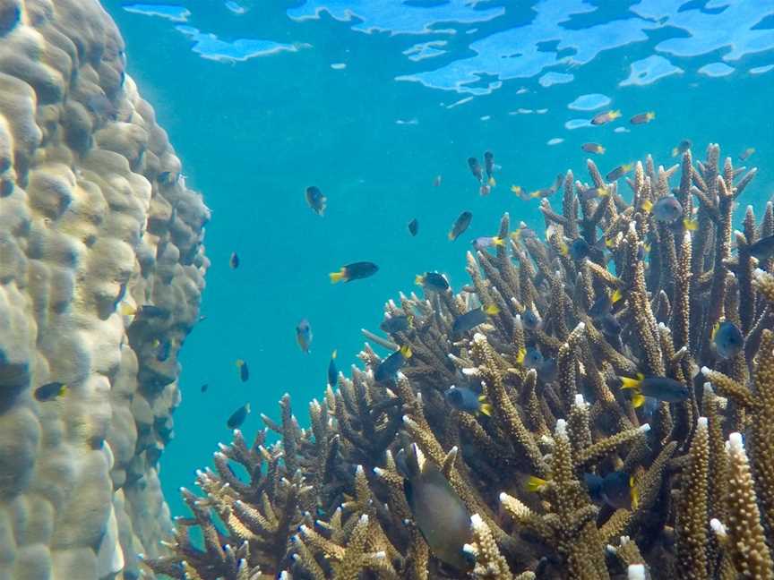 Aquascene Magnetic Island, Magnetic Island, QLD