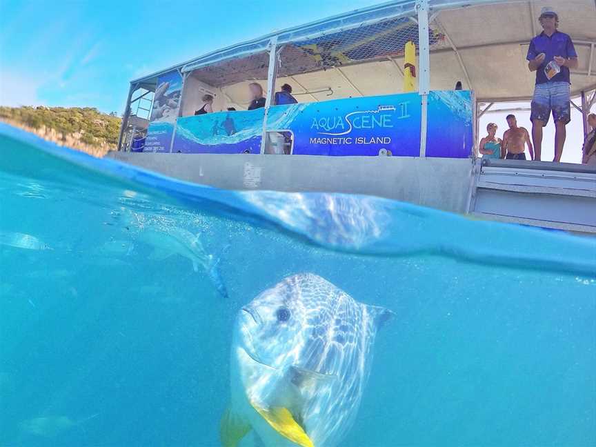 Aquascene Magnetic Island, Magnetic Island, QLD