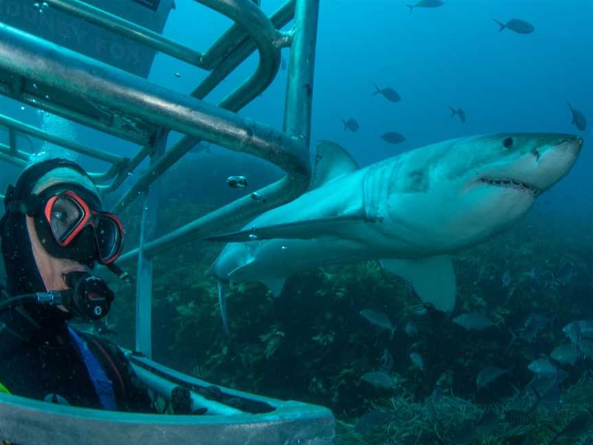 Rodney Fox Shark Expedition, Port Lincoln, SA