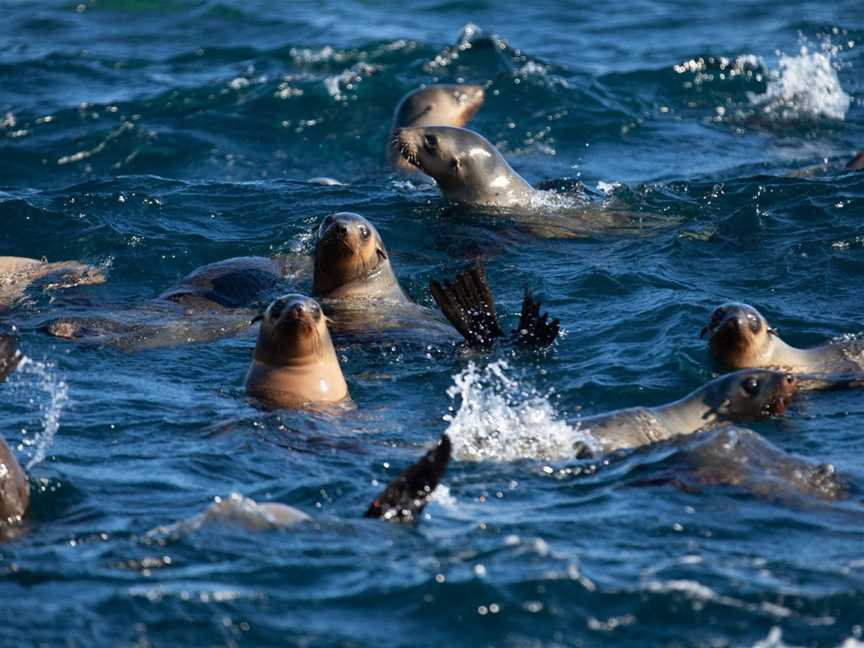 Wilsons Promontory Cruises - Pennicott Wilderness Journeys, Tidal River, VIC