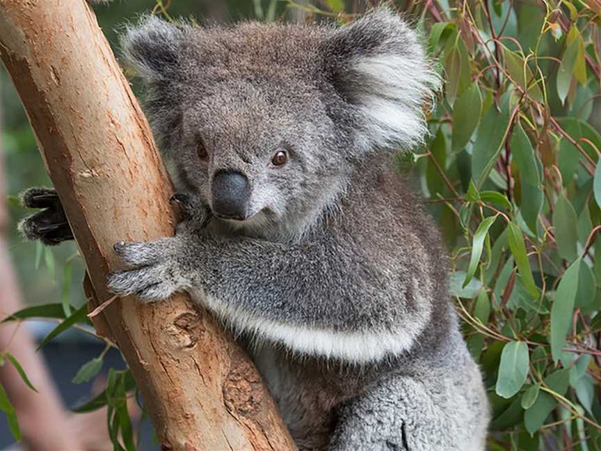 VIP Sanctuary Tour at Healesville Sanctuary, Healesville, VIC