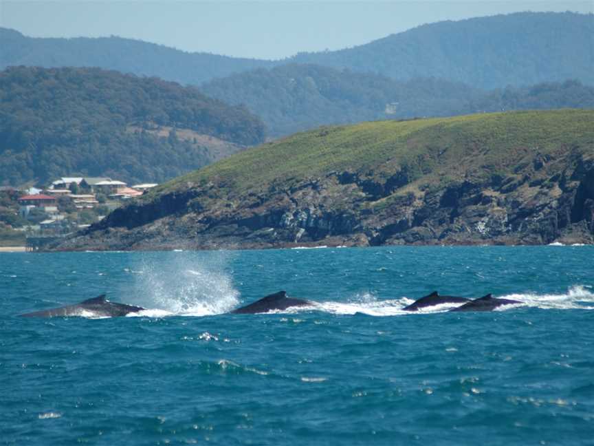 Whale Watch Experience/Pacific Explorer, Coffs Harbour, NSW