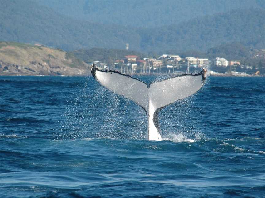 Whale Watch Experience/Pacific Explorer, Coffs Harbour, NSW