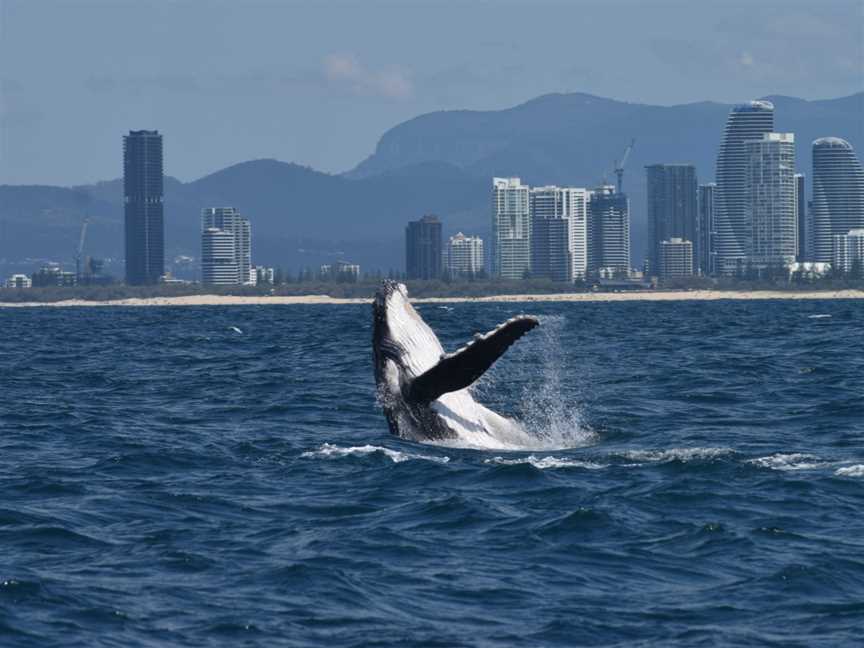 Getaway Sailing on the Gold Coast, Hollywell, QLD