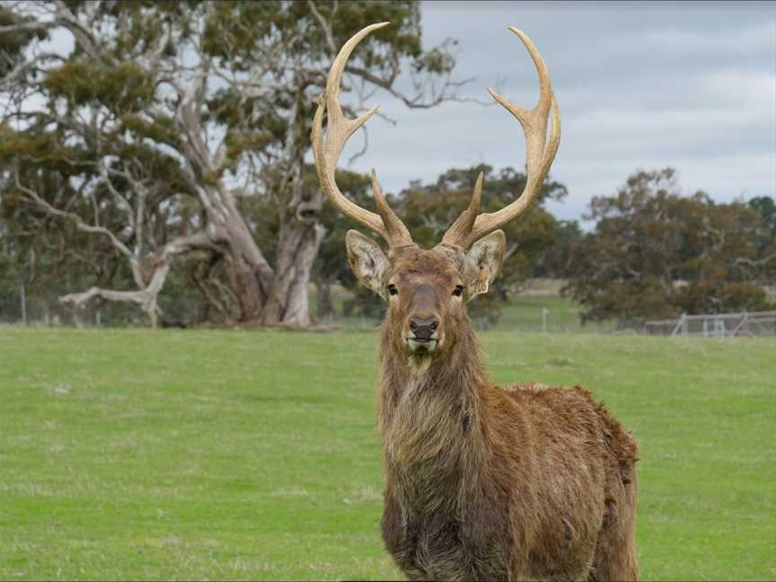 The Spirit of the Stag - Deer Farm Tours by Hahndorf Venison, Highland Valley, SA