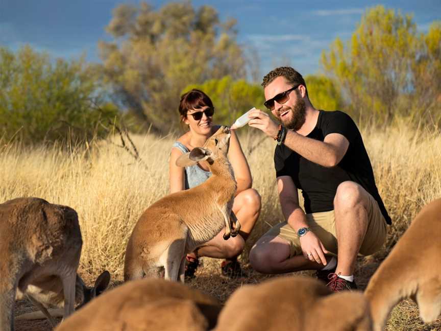 The Kangaroo Sanctuary Alice Springs, Alice Springs, NT