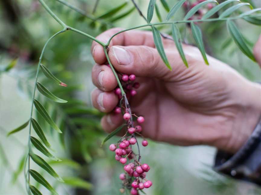 Foraging with Diego Bonetto, Lithgow, NSW