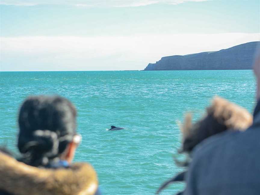 Akaroa Dolphins, Akaroa, New Zealand