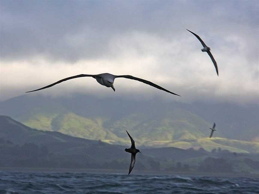 Albatross Encounter, Kaikoura, New Zealand