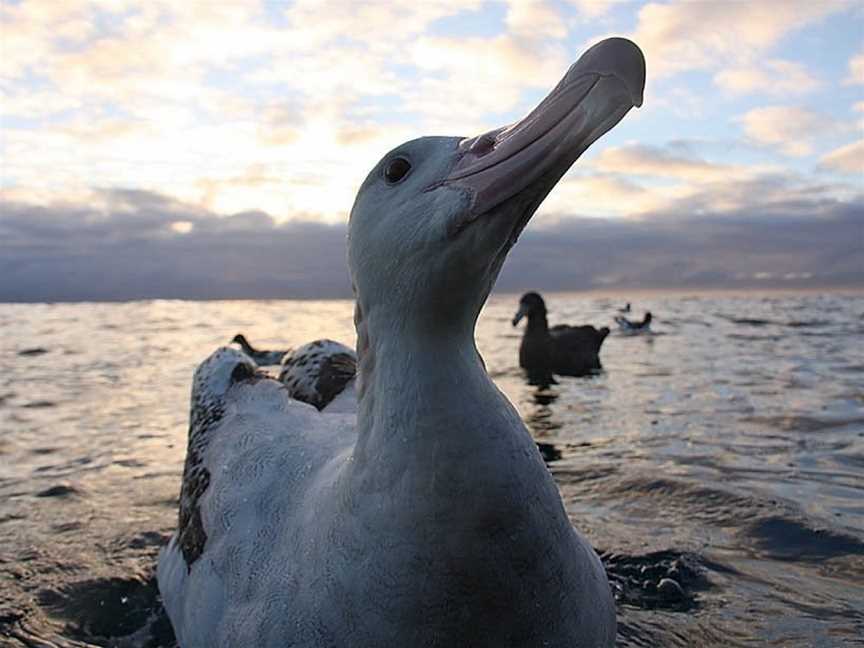 Albatross Encounter, Kaikoura, New Zealand