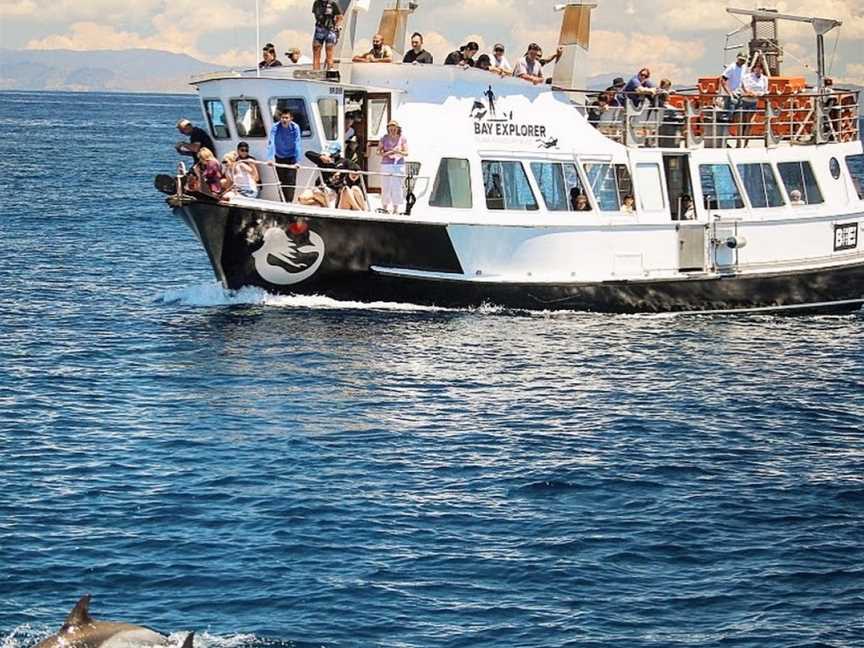 Bay Explorer Dolphin and Wildlife Cruise, Tauranga, New Zealand