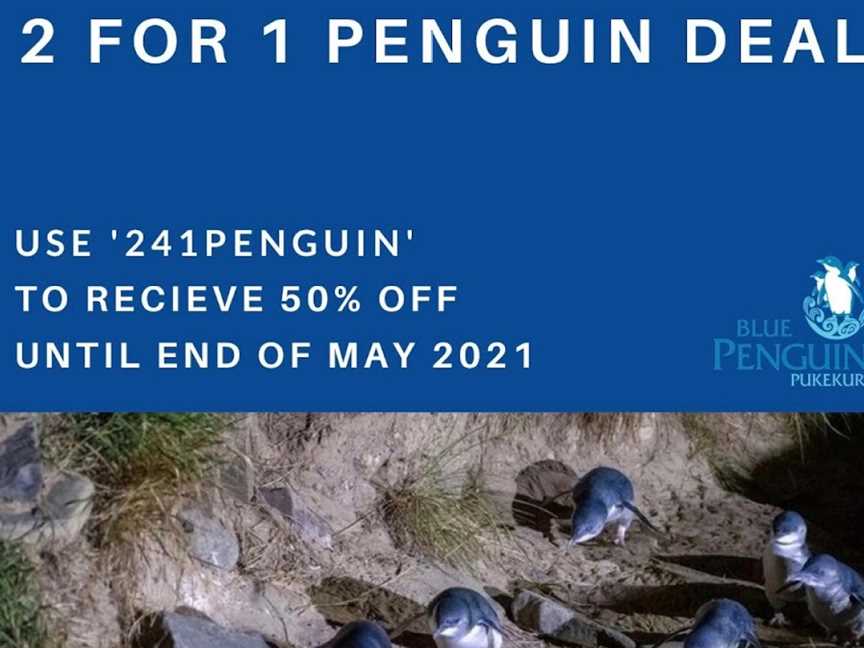 Blue Penguins Pukekura, Dunedin, New Zealand