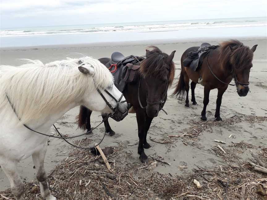 Christchurch Icelandic Horse Treks, Brooklands, New Zealand