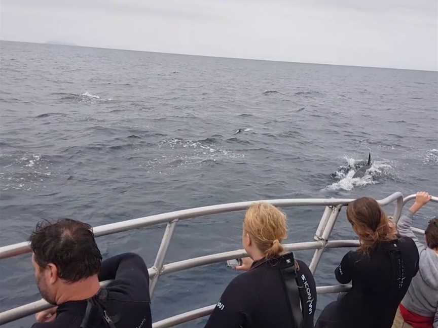 Diveworks Charters: Dolphin and Seal Encounters, Whakatane, New Zealand