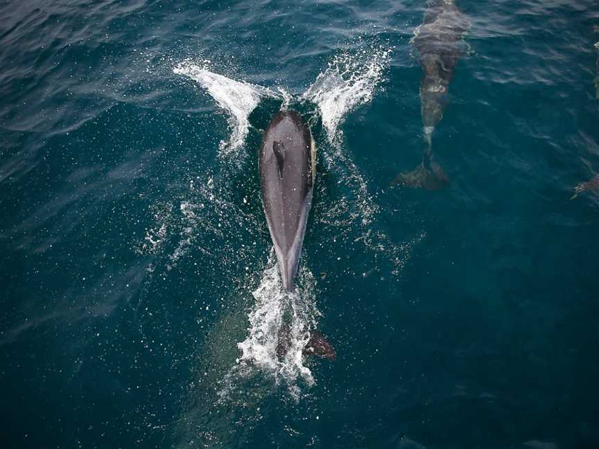 Dolphin Blue Tauranga, Tauranga, New Zealand