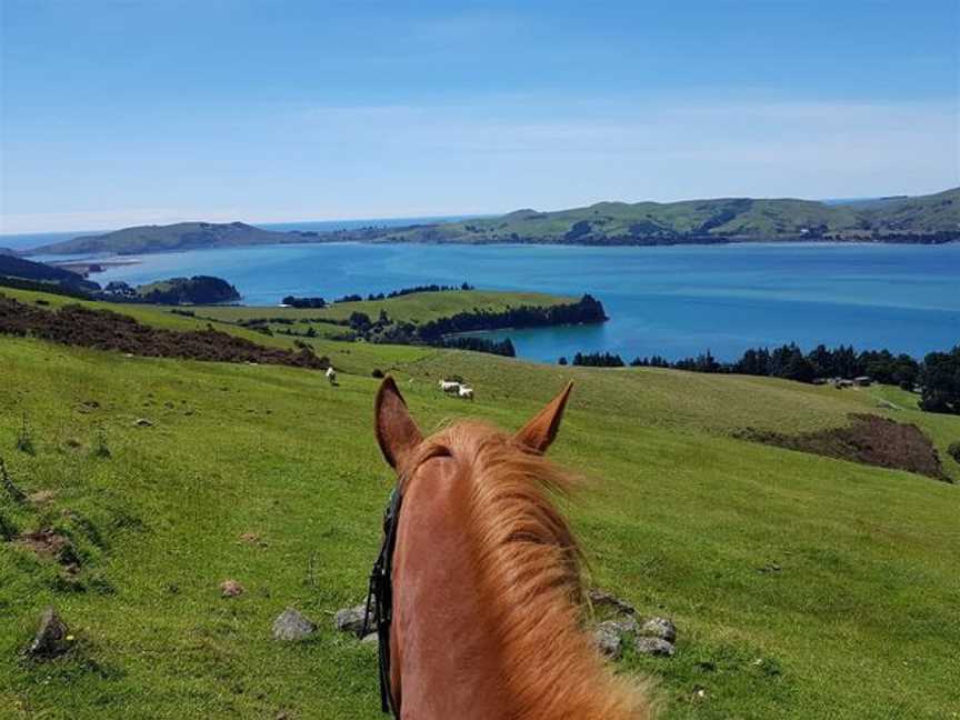 Hare Hill Horse Treks, Port Chalmers, New Zealand