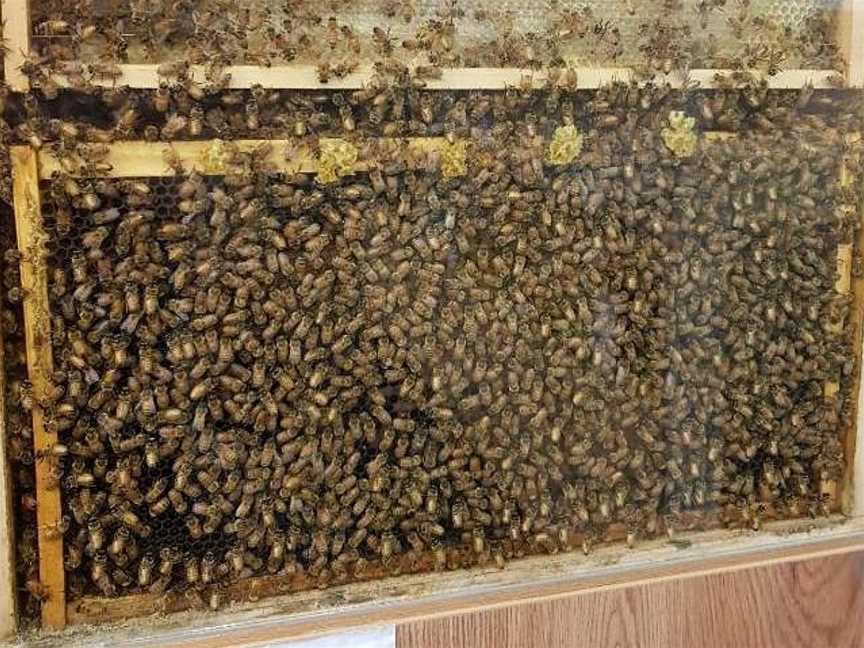 Honeybee World, Rakaia, New Zealand