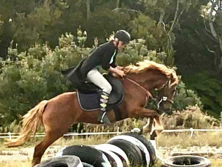 Horse works specialised Training &, Bell Block, New Zealand