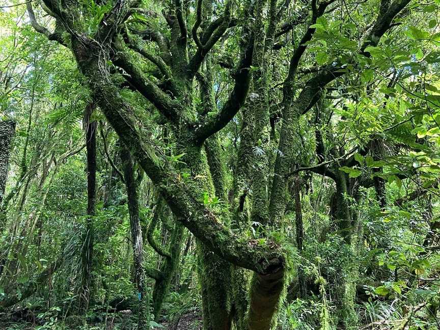 Kapiti Island Eco Experience, Paraparaumu, New Zealand