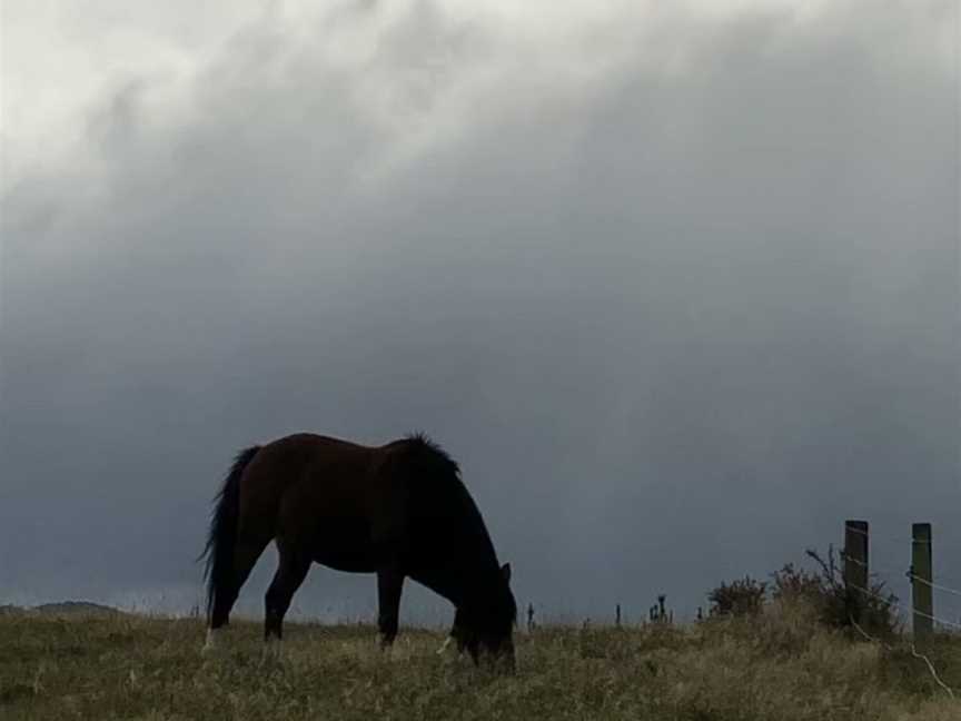 Kowhai Residential School of Riding ltd, Amberley, New Zealand