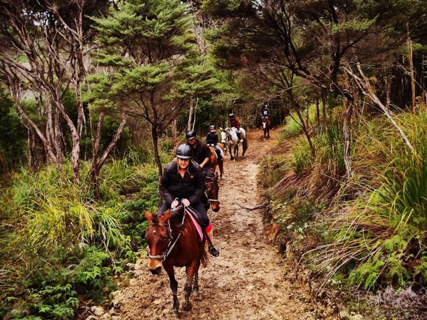 Ti Tree Hills Horse Treks, Waiwera, New Zealand